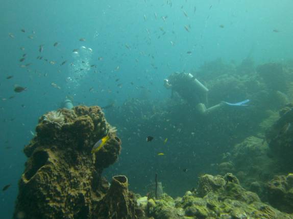 Muitos corais, vida e cores nas águas transparentes do mergulho nas paredes submersas ao sul de Roseau, em Parque Nacional submarino em Dominica, no Caribe